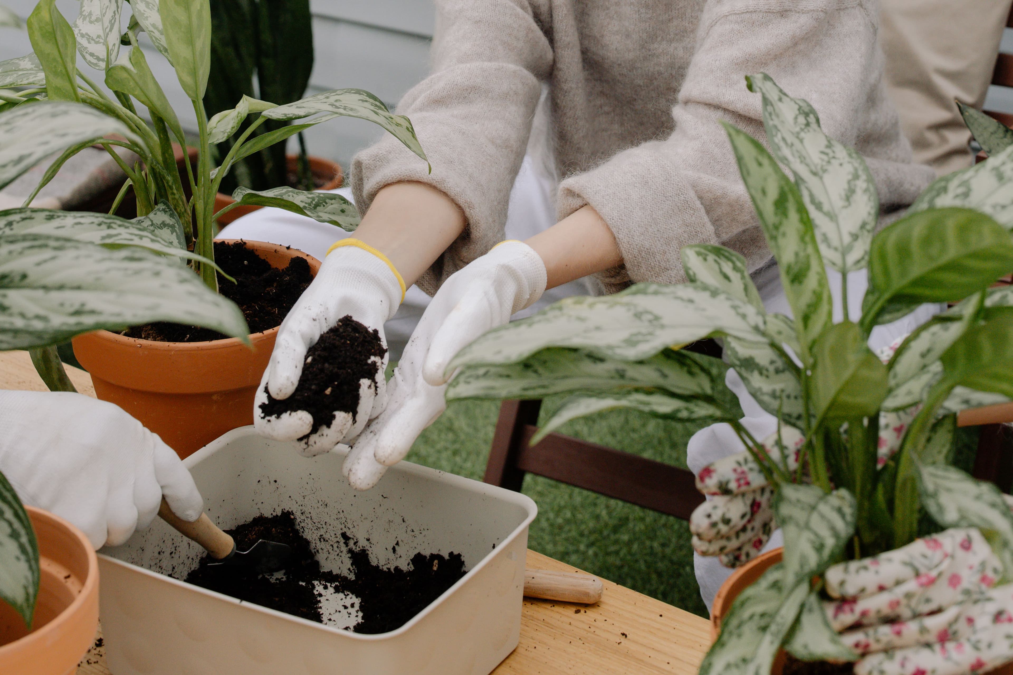 Top 7 Uses of Coir Pith in Agriculture and Industrial Applications