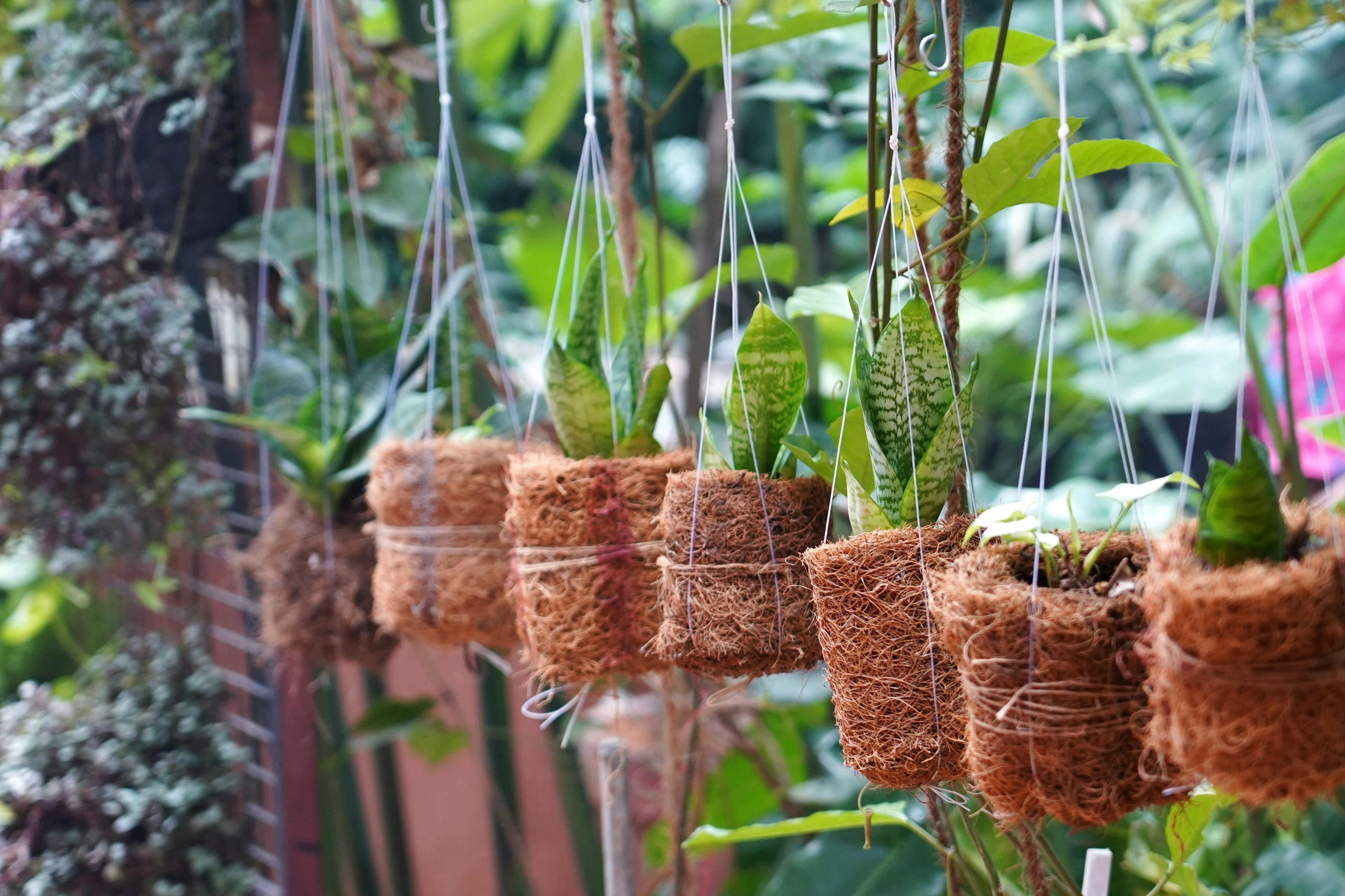 Why Vietnam Imports Indian Coco Peat for Agriculture and Hydroponics